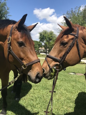AS horses